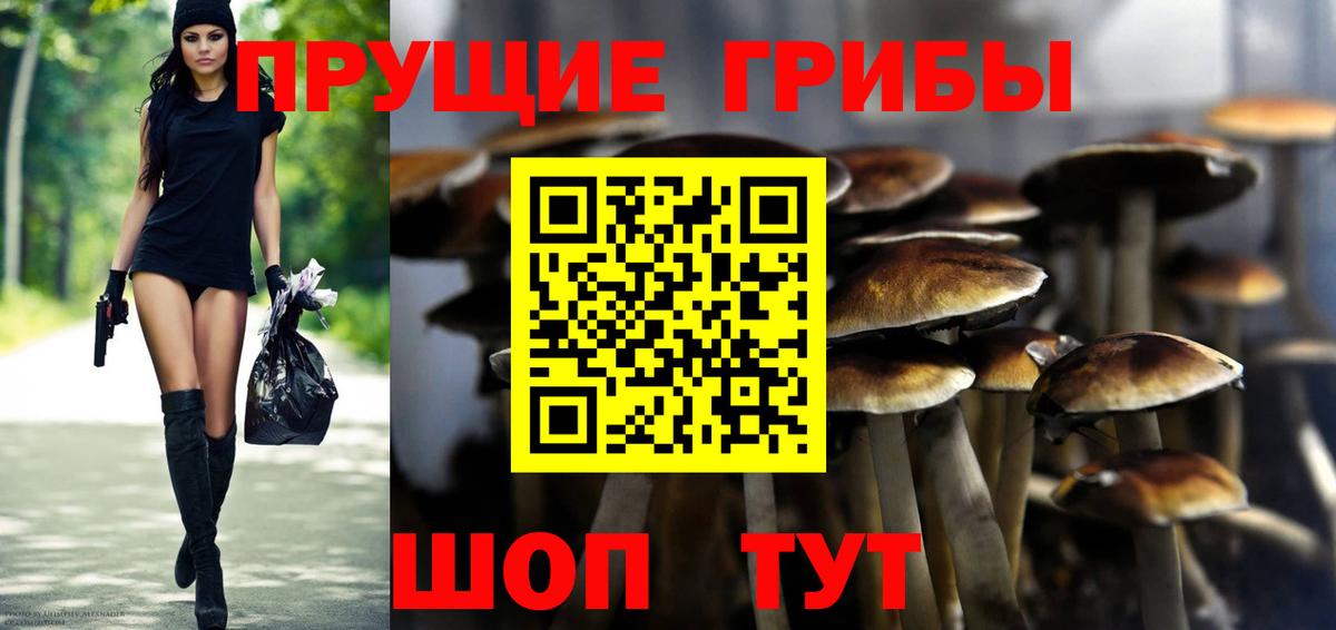 Псилоцибиновые грибы Cubensis Кохма